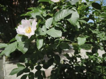 26 ��� � ���������� ���������� ����������, ��� ������������ �������