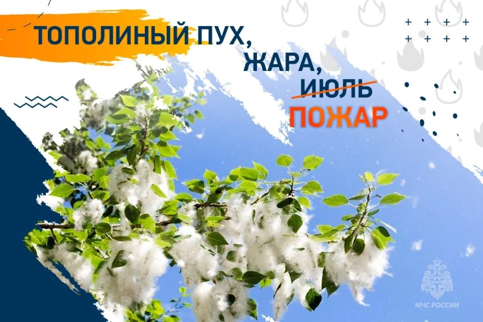 Сжигание тополиного пуха — плохая идея