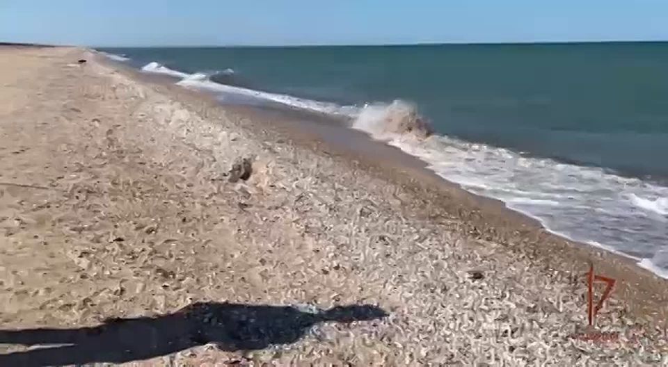 В зоне проведения СВО водолазы Росгвардии выполняют широкий спектр задач: обследуют мосты и понтонные переправы, проводят противодиверсионные осмотры акваторий, ищут схроны с оружием