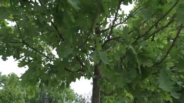 ����� �������: XXIX ������������� ������������� ������������� ����� ������� � ������������ ������� � ������� �������� ����� � ����� ���� �������� ������� ������ � ������������ ������ �����-����������