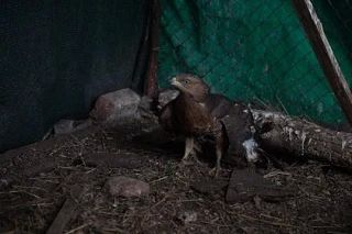 В ДНР активисты оказали помощь приюту для животных, передав гумпомощь