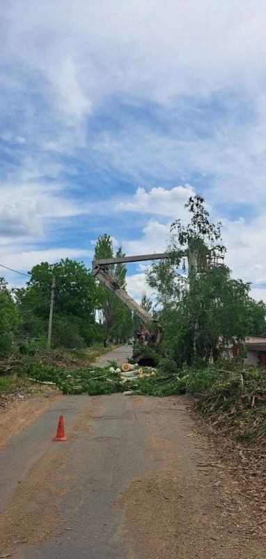 Елена Рязанцева: Управой Пролетарского внутригородского района сегодня ведутся работы по сносу аварийных деревьев вдоль дороги по ул. Иноземцева