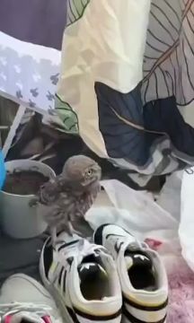 Сыч навёл суеты в Широком микрорайоне Донецка, залетев в квартиру