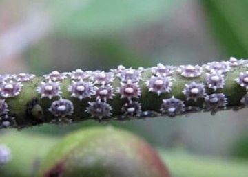 Японская восковая ложнощитовка (Ceroplastes japonicus Green) – опасный вредитель сельскохозяйственных культур, представляющий угрозу не только для цитрусовых, но и для многих других кустарниковых, ягодных и плодовых деревьев