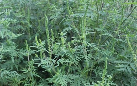 Амброзия полыннолистная (Ambrosia artemisiifolia L.) — опасное карантинное сорное растение, включённое в Единый перечень карантинных объектов Евразийского экономического союза