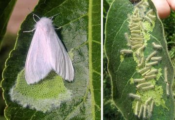 Американская белая бабочка (Hyphantria cunea Drury) является опасным карантинным насекомым-полифагом, включённым в Единый перечень карантинных объектов Евразийского экономического союза