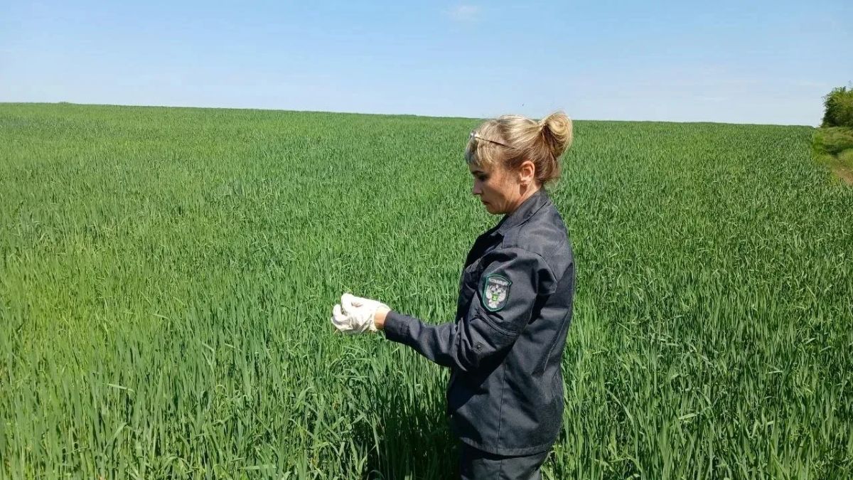 В соответствии с утвержденным планом мониторинга карантинного фитосанитарного состояния территории, государственными инспекторами Управления Россельхознадзора по ДНР и ЛНР с 3 апреля проводится обследование земельных...