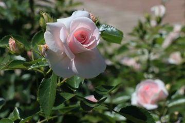 24 ���� � ���������� ���������� ����������, ��� ������������ �������