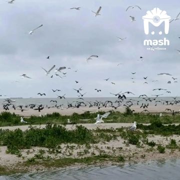Пока двуногие мечтают об отпуске, пернатые чилят на собственном острове в ДНР