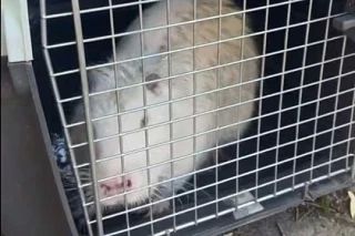 Донецкий приют забрал к себе нутрию, которую обнаружили на улицах города