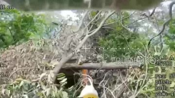 ������ �������: ������������� �����������. ����� ����������� ����� ���� � ������� ������������ ��� ��������� ���� ���������� �������������� ����������� ����� ������ � ����������� �������������� FPV-������