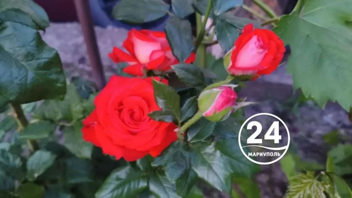 С Днём семьи, любви и верности! Пусть в вашем доме всегда будет тепло, уют и взаимопонимание