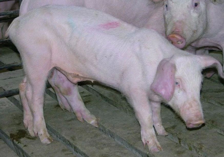 Репродуктивно-респираторный синдром свиней (РРСС) — одно из самых экономически тяжелых заболеваний в отрасли