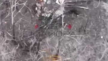 ��� ������: �����������-����������� �����������