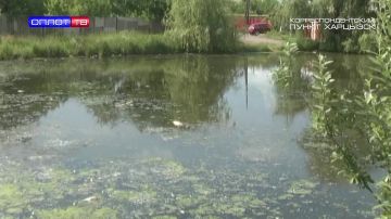 Загадка Липовского пруда.