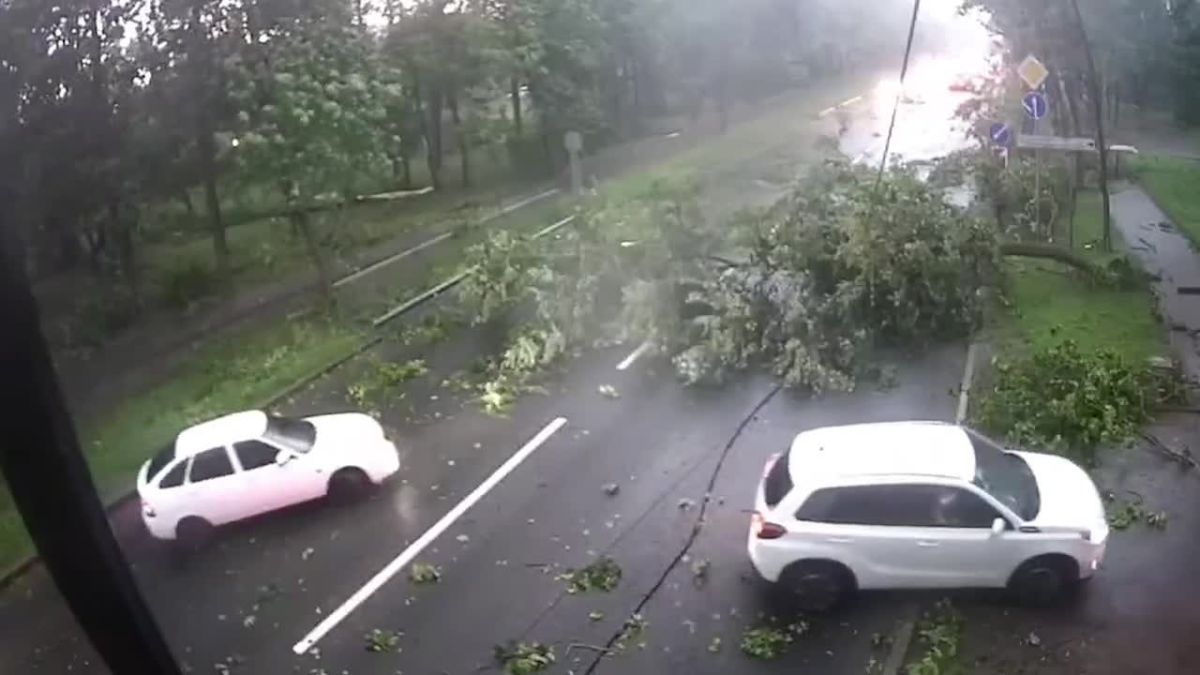 Дерево чуть не придавило водителя в Красном Селе