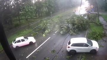 Дерево чуть не придавило водителя в Красном Селе