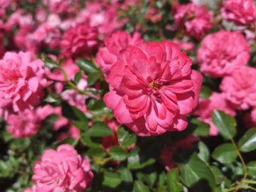 15 ���� � ���������� ���������� ����������, ���� ������� ��������������� ����� � ������