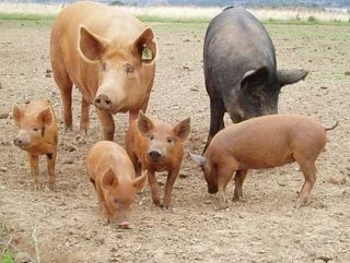 РРСС (репродуктивно-респираторный синдром свиней) — это не просто вирус, это настоящий бич для отрасли