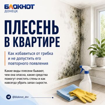 Плесень на стенах сама не исчезнет: чем её убрать и как не допустить возвращения