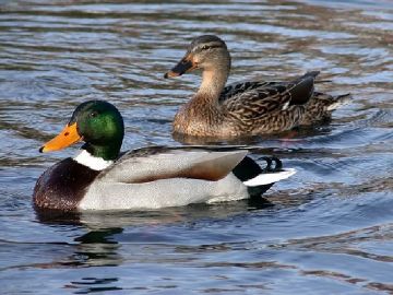 В Республике проводят учет численности водоплавающих птиц