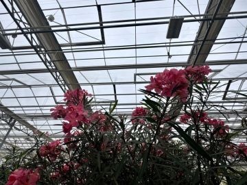 В Донецке завершают капитальный ремонт ботанического сада