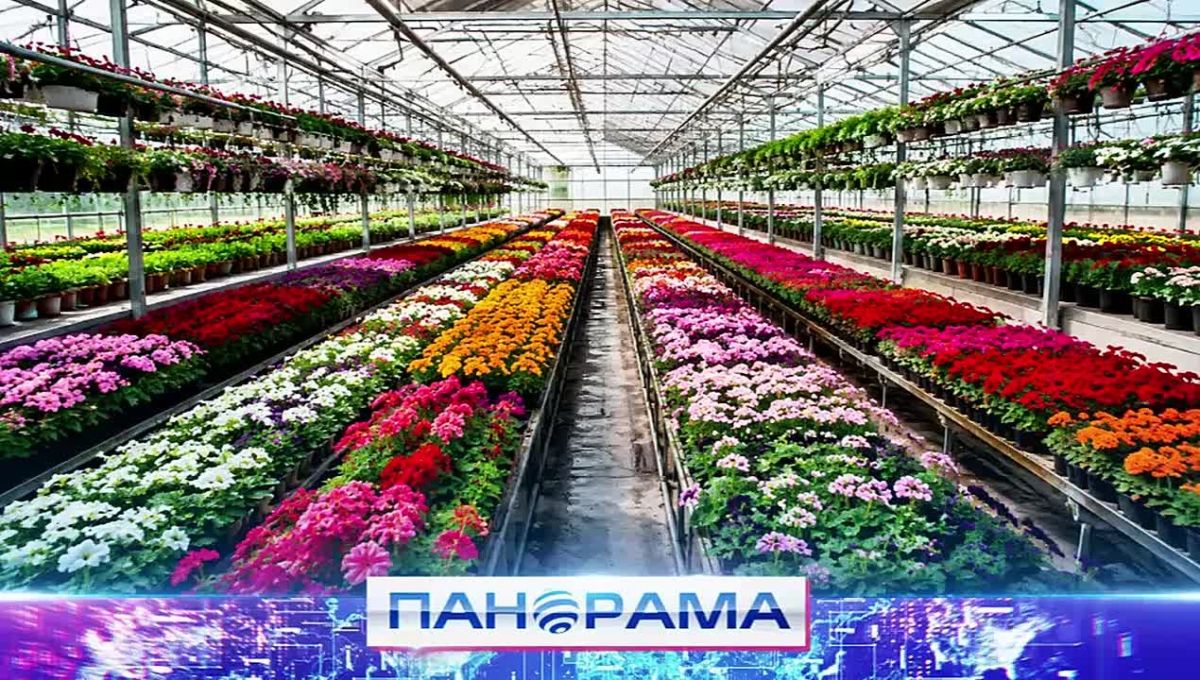 Выбор идеального букета: флористы в свой праздник делятся секретами мастерства