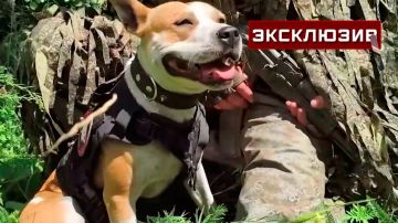 ���������, ������������� ����� � ��� - ��������������: ��� ����������� �������
