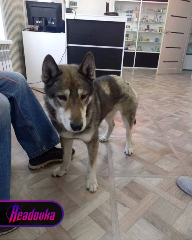 На Сахалине пес спас хозяина от медведя ценой тяжелых ран