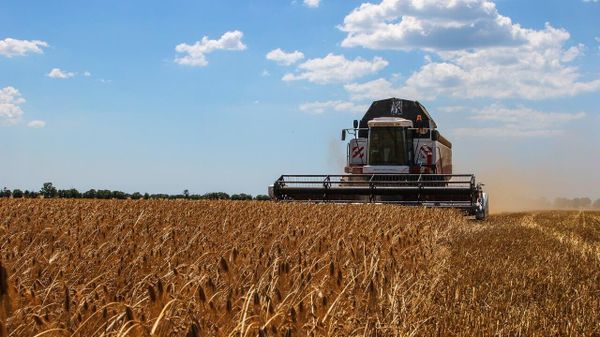 Аграрии ДНР собрали более 790 тысяч тонн зерна