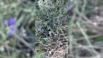 Сбили парочку: росгвардейцы в ДНР уничтожили ударный дрон и его «тень»