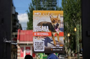 Плакаты и надежда: в Донецке провели акцию в поддержку собак из приюта