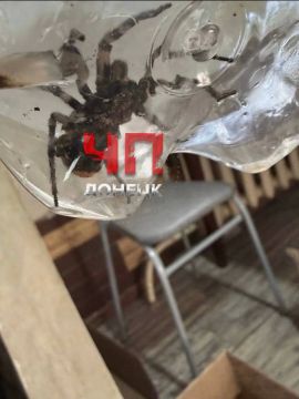 В Кировском районе Донецка пойман тарантул