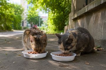 �������� � �����: ��� ��������� �������� ��������� ��������