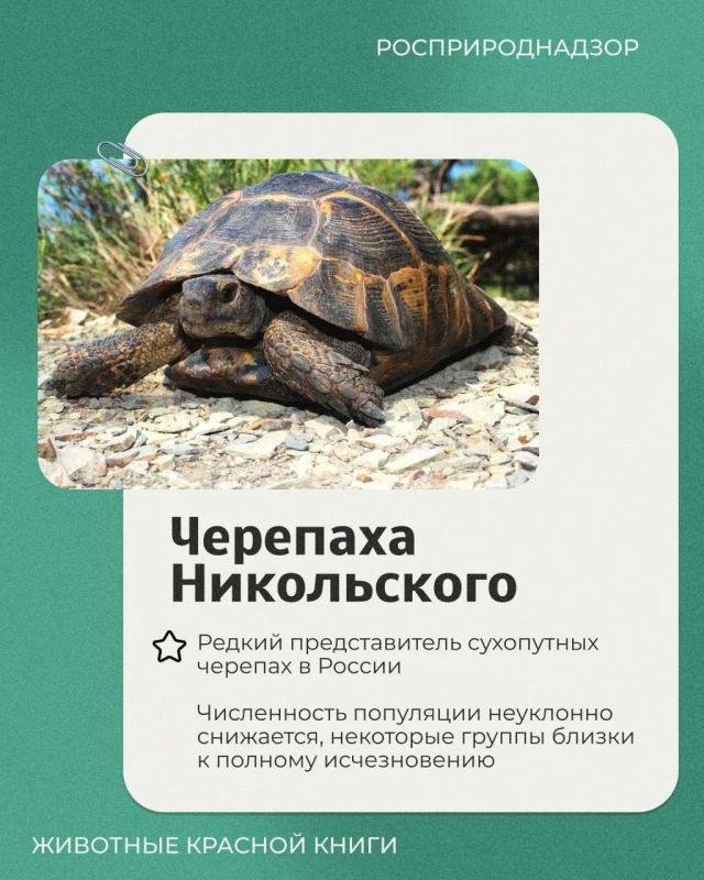 Сегодня в рубрике выходного дня о редких животных России – средиземноморская черепаха Никольского