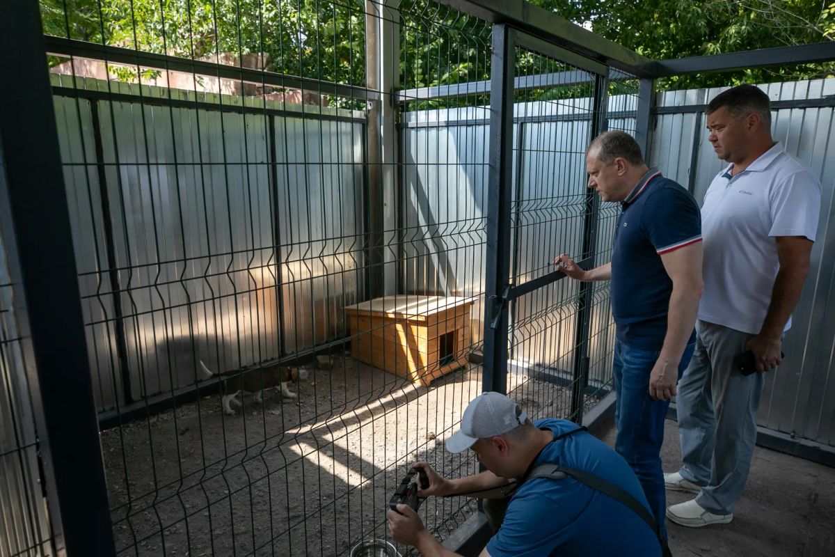 Антон Кольцов: Усиливаем работу по отлову и стерилизации безнадзорных животных