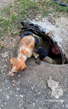 В Макеевке сотрудники МЧС спасли щенка, провалившегося в люк глубиной 2,5 метра