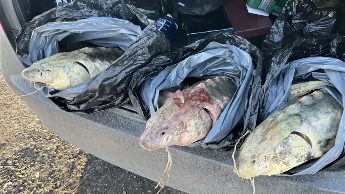 В ДНР задержан местный житель за незаконные добычу, перевозку, хранение и продажу рыбы, занесенной в Красную книгу