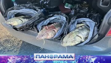 ������� ����: �������� � ��� �������� �������� ������ �����