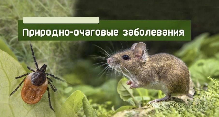 Внимание! Угроза инфекций!