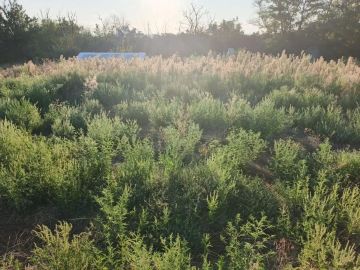 Благоустройство памятных мест, посвящённых подвигу народа в Великой Отечественной войне, это не просто уборка, а проявление уважения к подвигу нашего народа