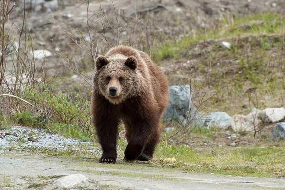 Режим повышенной готовности введён в ряде регионов Сибири из-за медведей