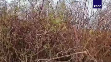 Кадры освобождения населенного пункта Веселое в ДНР