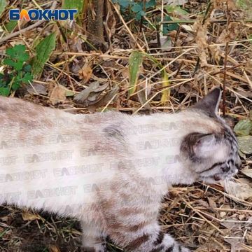 Кот-потеряшка бродит в районе дома 118 по ул. Петровского в Донецке