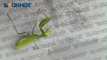 Просто богомол пытается понять, куда пропало солнце в Донецке