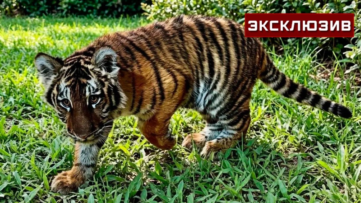 Найденного военнослужащими в зоне СВО тигренка приютили в Ставрополе