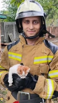 В Снежном сотрудники МЧС спасли кота