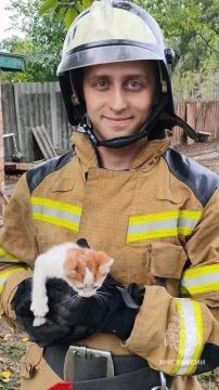 В Снежном сотрудники МЧС спасли кота