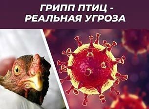 Грипп птиц: ключевые риски и обязательные меры для хозяйств