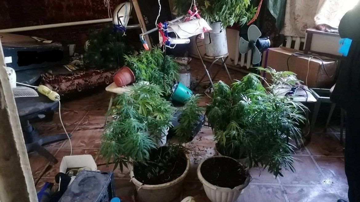 Полицейские случайно обнаружили почти 300 кустов конопли у жителя Орловской области